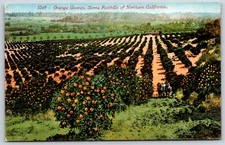 Postcard Orange Groves, Sierra Foothills Of Northern California Unposted
