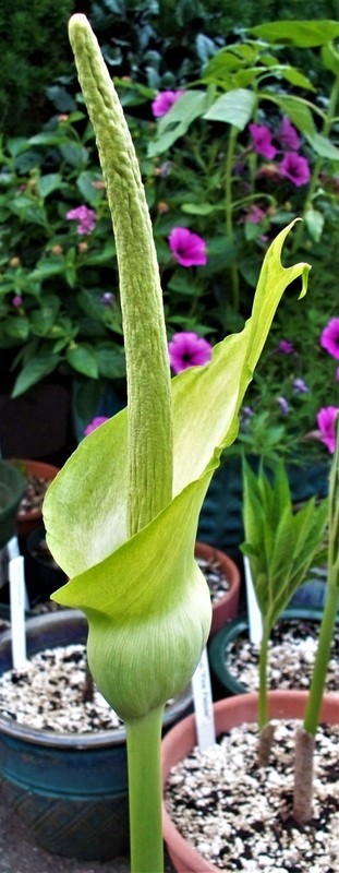 Amorphophalus Hybrid[(lewallii X richardsiae) X antsingyensis] - Rare aroid