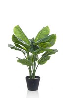 Artplants KüNstliche Calathea Orbifolia Caphor, GrüN-Grau, 70Cm
