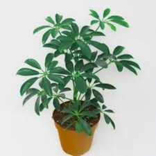 Schefflera arboricola (Dwarf Umbrella Tree) 10 Seeds  House Plant UK.