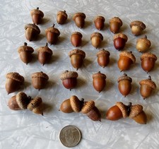 Lot of 30 S-L Red Oak Acorns with Caps for Crafts Washed, Oven Dried, Polished