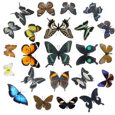 Real Butterfly Specimens, Specimens of Different Colors and... 