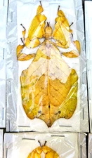 Phyllium pulchrifolium - LARGE YELLOW/GOLDEN FORM "Walking Leaf " Insect Spread