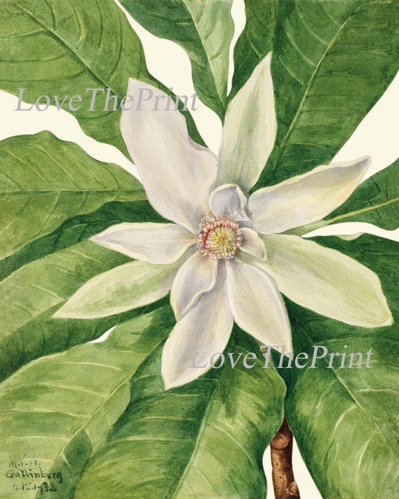 White Blooming Magnolia Flowers Botanical Prints Wall Art Set of 2 ...