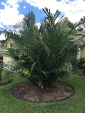 Arenga engleri Seeds -  Dwarf Sugar Palm