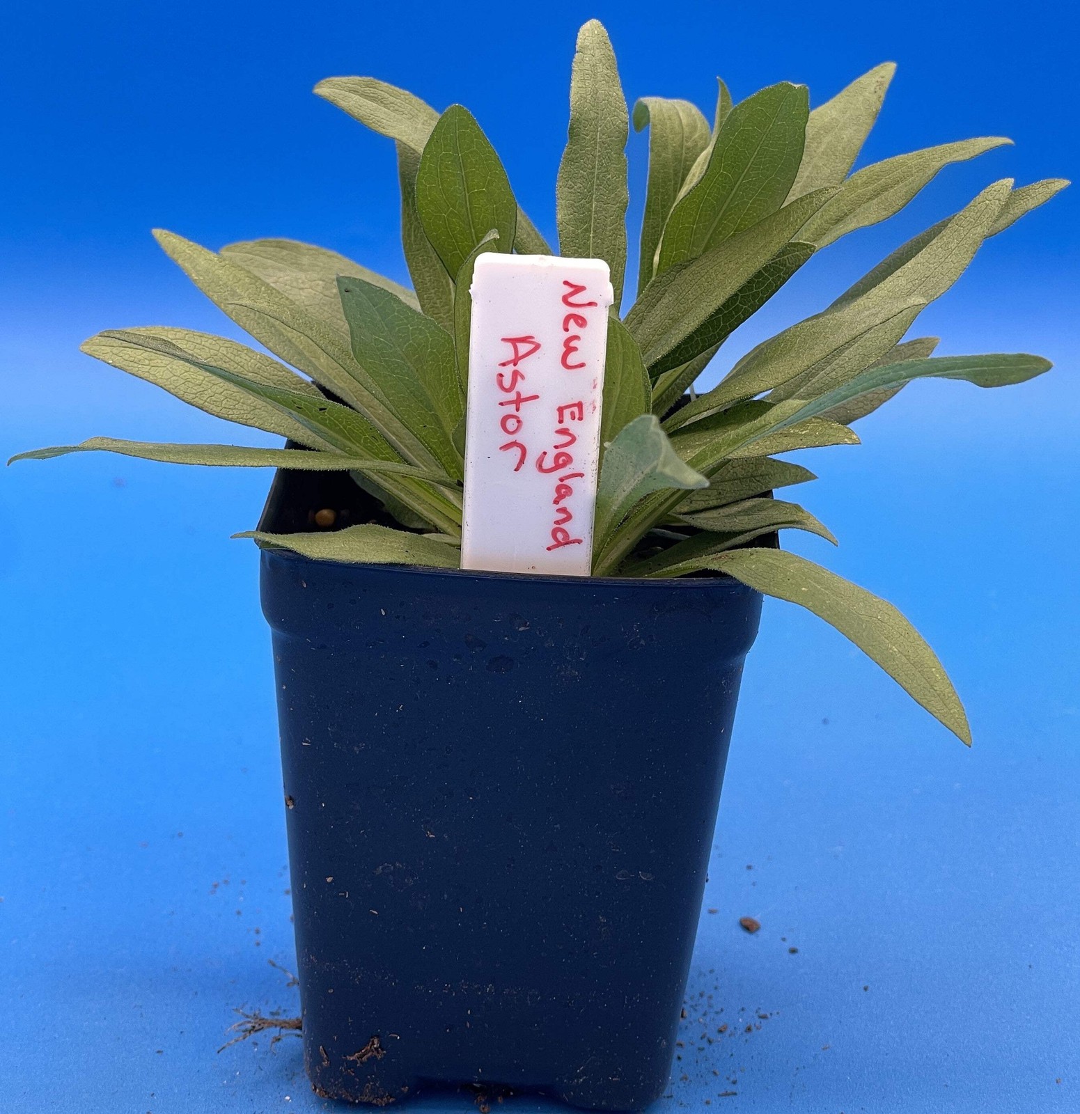 New England Aster Starter Plant - Symphyotrichum Novae-angliae - 3" pot