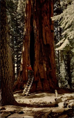 Giant Forest Sequoia National Park California Room Tree vintage postcard y619