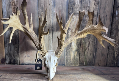 #ad #ad 🫎 Mega Giant Whitetail Deer European Mount 🦌 $1800.00