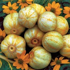 Lemon Cucumber Seeds (50 - 4000 1/4lb) Heirloom unique canning rare pickling OP