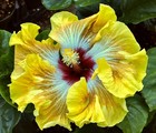 KEVIN JOHNSON Tropical Hibiscus -- Plant in 4.5" pot — photo 1