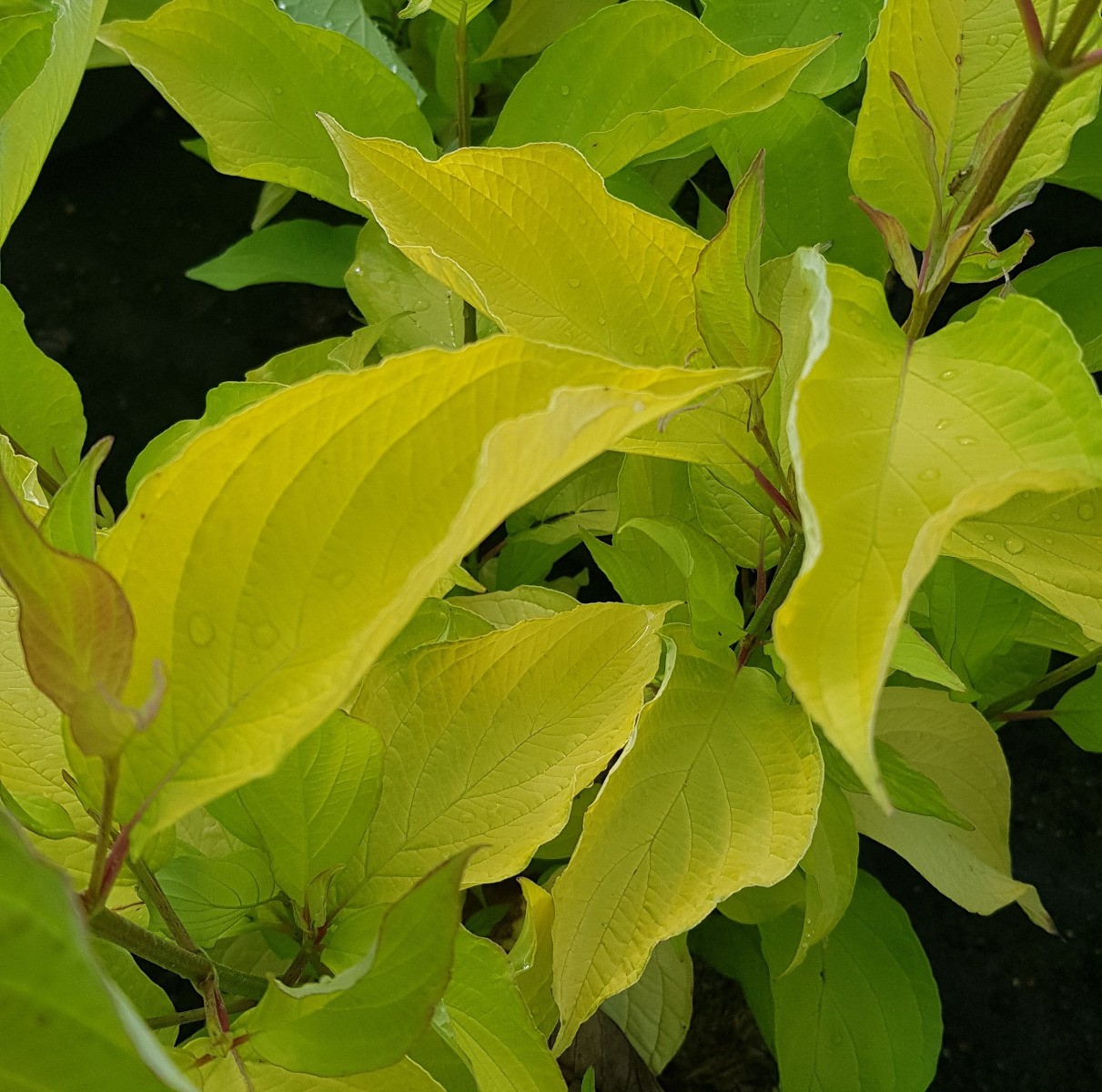 Cornouiller blanc doré arbuste idéal pour haie libre colorée - 3