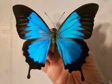 Papilio ulysses autolycus - Unspread A1 Rarity from Morobe Province, PNG