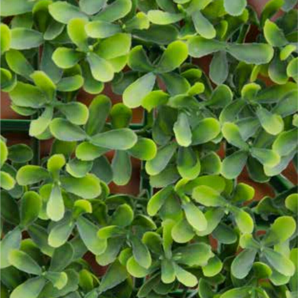VERDELOOK Sempreverde a foglia Buxus Multicolore arredo giardino 1x1 m