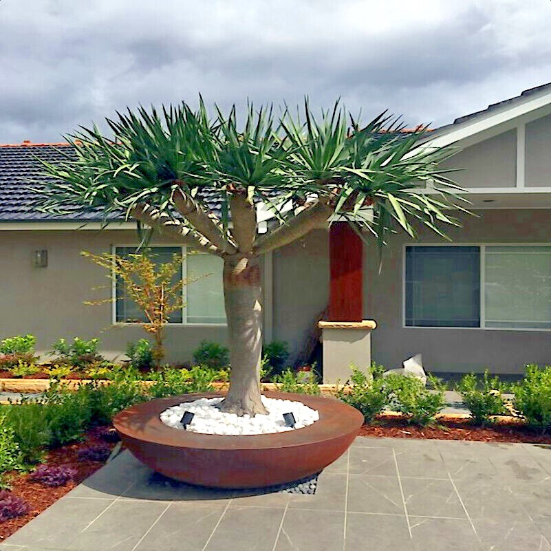 10 Dragon's Blood Tree Seeds (Dracaena draco) Exotic Canary Island Palm  Bonsai | eBay