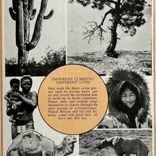 1937 Climates and Cultures Print Natural History Ecology Polar Bear Cactus DWN8B
