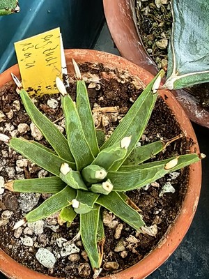 Gut gewachsene Agave albopilosa 