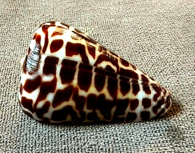 Conus Polyglotta 39 mm GEM  '' Unusual DARK  Pattern formation WOW!!!