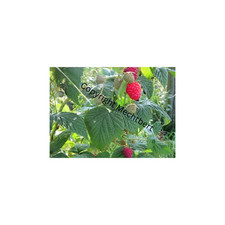 Aukcja ! 3 rośliny malinowe gołe korzenie ok. 35 cm, smoothie, ciasto, lody