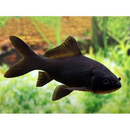 23" black Comet Goldfish cold water pond fish ***courier deliver available*** eBay