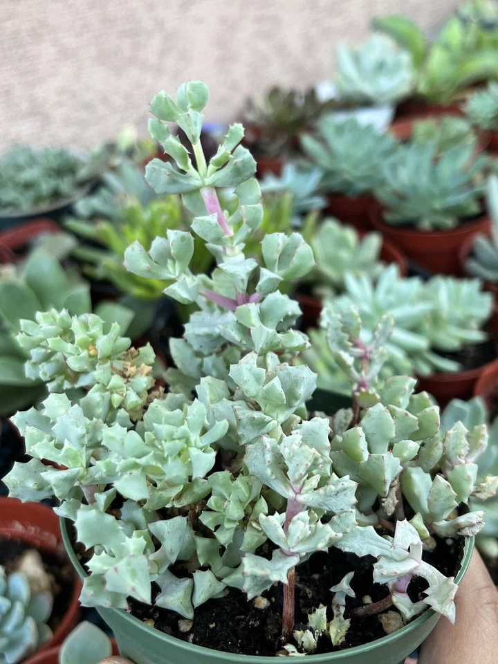4” Oscularia Deltoides ‘Pink Ice Plant’ - Image 3 of 4