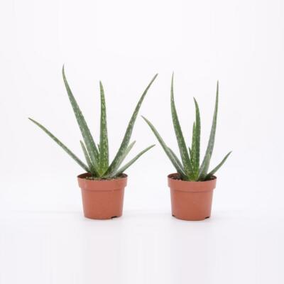 Aloe Vera Pflanze - echter Aloe Vera - Zimmerpflanze verschiedene Gren |  eBay.de