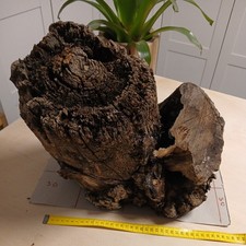 morscher Baumstamm Nussbaum