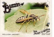 2024 Topps Allen & Ginter #BUZ-13 Yellow Jacket Buzzin'
