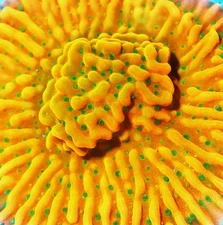 WWC Kung Pao Montipora Frag Zoanthids Paly Zoa SPS LPS Corals, 1 Inch