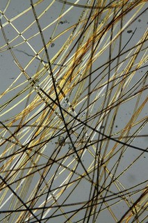 Early antique microscope slide. "Kangaroo hair".