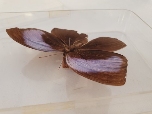 Large Natural Real Butterfly Specimen In Plastic Case Stunning Peace. - Picture 11 of 12