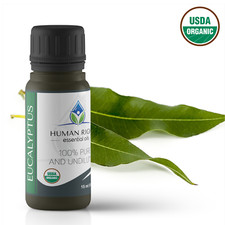 Eucalyptus Essential Oil - Human Right Essential Oils HROILS.com