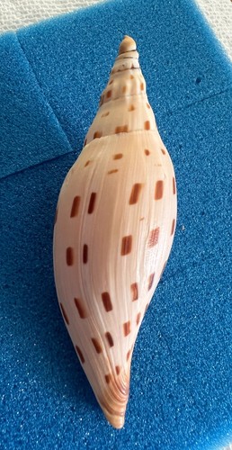 Nice & rare Voluta - Scaphella (Arenia) dubia - GOM trawler - 111mm - Picture 6 of 15