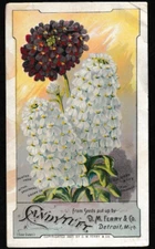 USA 1889 D.M. Ferry & Co. Flower Seed Trade Card – Candytuft, Detroit Mich