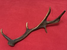 FALLOW DEER ANTLER 443g.   approx. 56cm.