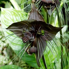 Tacca Chantrieri - 10 / 50 Seeds - Bat Plant -  Cats Whiskers Flower