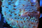 Corals of Eden ~ WYSIWYG Live Coral Frag ~ Blue Litho Chalice Coral ~ LPS — photo 3
