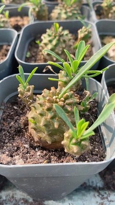 5pcs Euphorbia Fischeriana Succulent  Plant Home Garden Cactus Plant 2CM