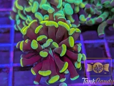 ASD Holy Grail Hammer WYSIWYG HB3 ~Live Coral Frag ~TankCandy~
