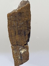 Superb T-Rex Tooth ~0.74" With Lovely Enamel Hell Creek Dinosaur Fossil Ref485