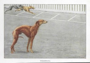 Whippet - CUSTOM MATTED - 1927 Color Dog Art Print
