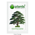 Monterey Cypress Tree | Premium Seeds | Cupressus macrocarpa | Plants'®
