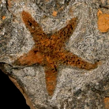 40MM Brittle Star Petraster Starfish Fossil Ordovician Age Blekus Morocco COA