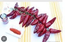 Plant Piment d’Espelette AOP Bio ( 1 Plant )