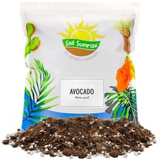 Avocado Tree Potting Soil Mix, Germinate Seeds, Grow, Repot Plants
