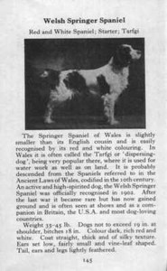 Welsh Springer Spaniel - 1970 Vintage Dog Art Photo Print - Matted GIFT