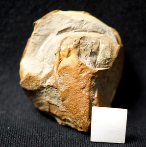 Rare fossil arthropod Belinurus lunatus alien looking head not Mazon Creek !