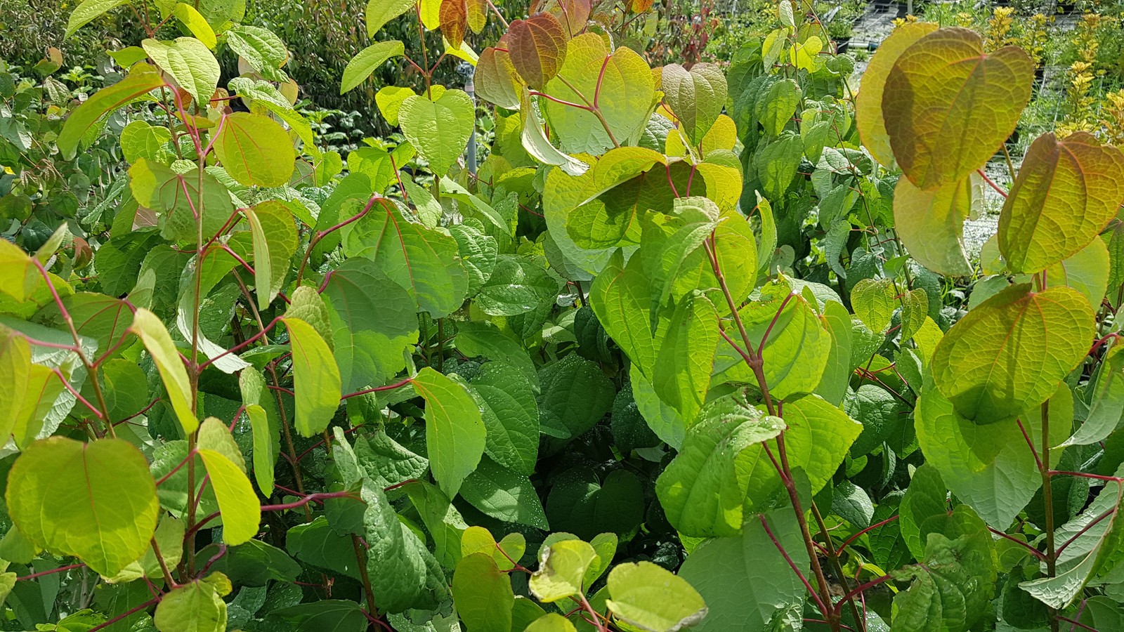 Cercidyphyllum Japonicum Katsura en conteneur de 10L pour grand jardin