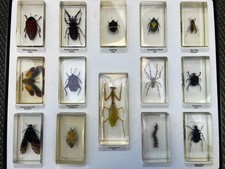 Real Insect Specimen Bugs in Resin Collection Beetle in Resin Paperweights