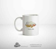 Cap Mug Cichlid Astronotus ocellatus albino Aquarium fish II