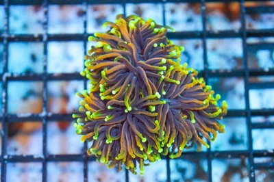 WYSIWYG Jester Gold Torch Mini Colony live  CDC CORALS DEPOT